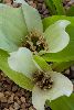 <em>Androcymbium capense subsp ciliolatum</em>